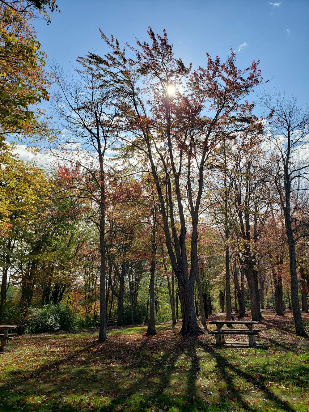 brown and green trees under blue sky during daytime