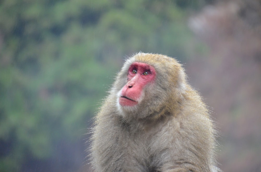 brown monkey in tilt shift lens