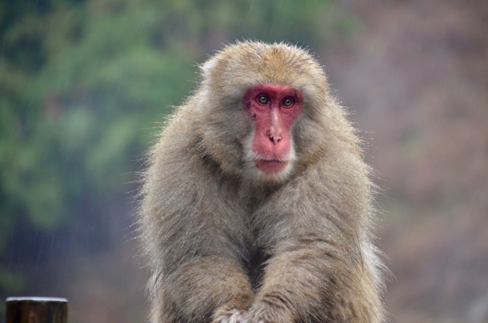 brown monkey on brown wooden surface during daytime