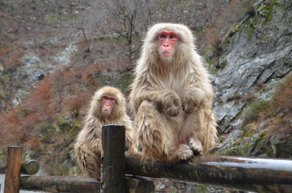 brown monkey on brown wooden fence