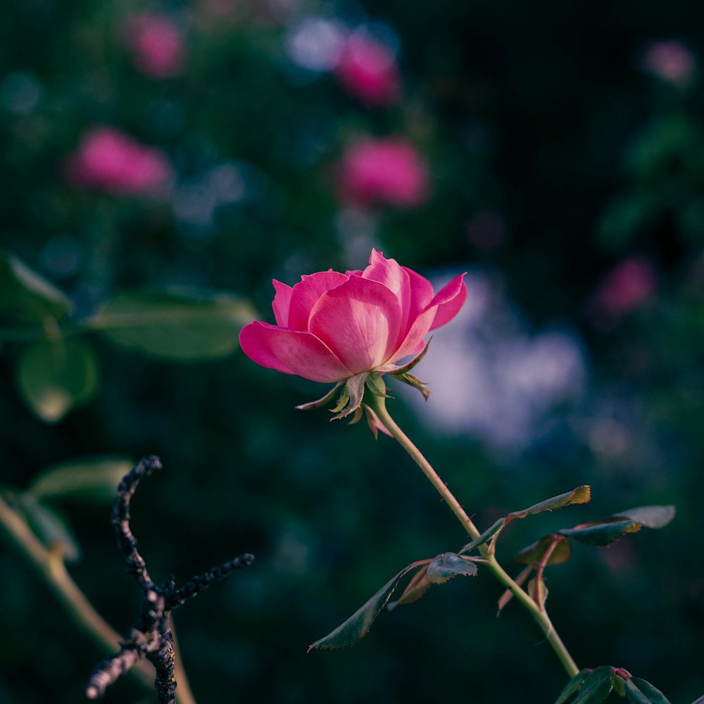 pink rose in bloom during daytime