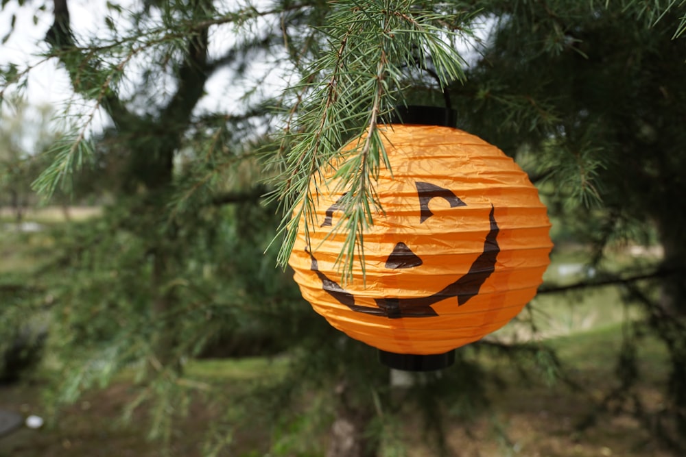 orange pumpkin on tree branch