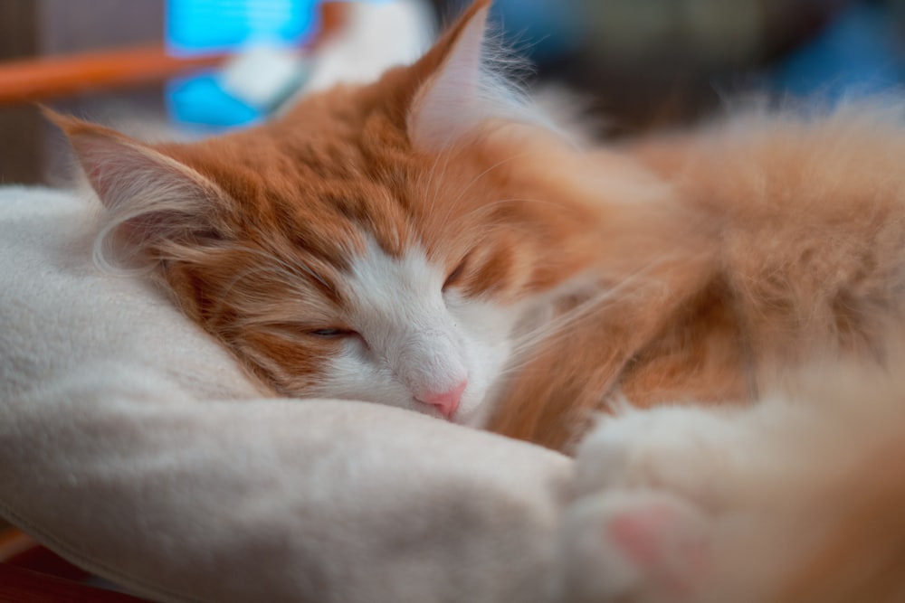 orange and white tabby cat lying on white textile