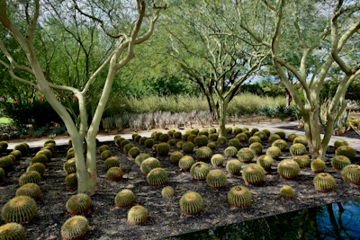 A garden filled with numerous round cacti arranged in neat rows on dark soil, surrounded by tall trees with light green bark and branches. The background includes various other types of desert plants and a path winding through the landscape.