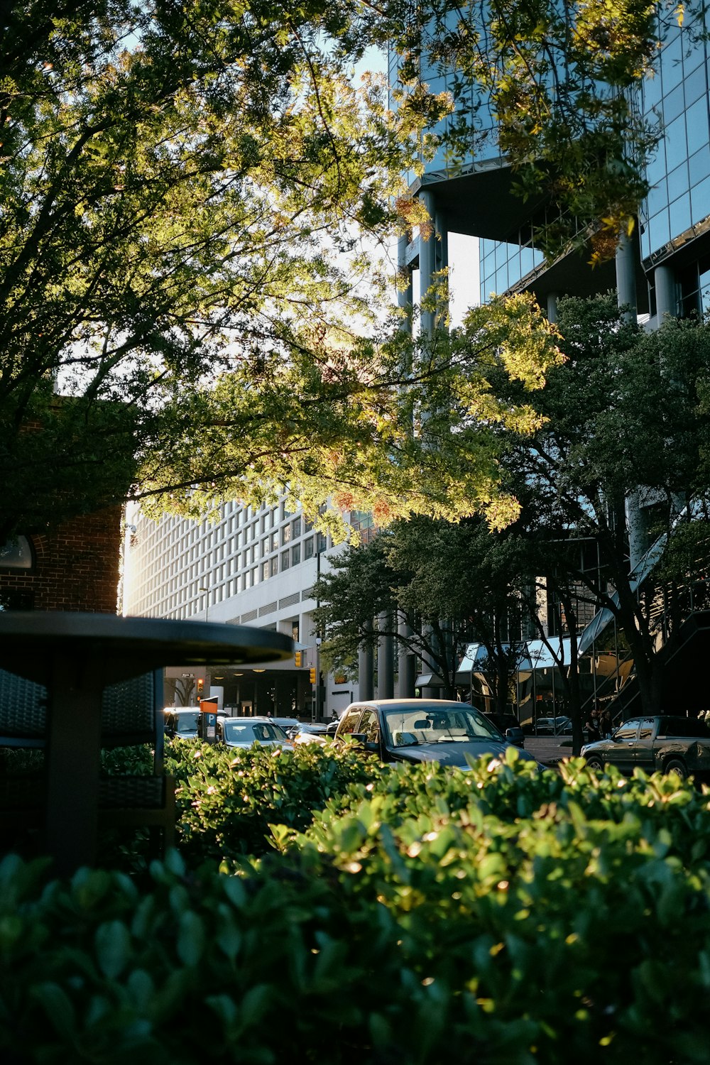 white car parked near green tree during daytime