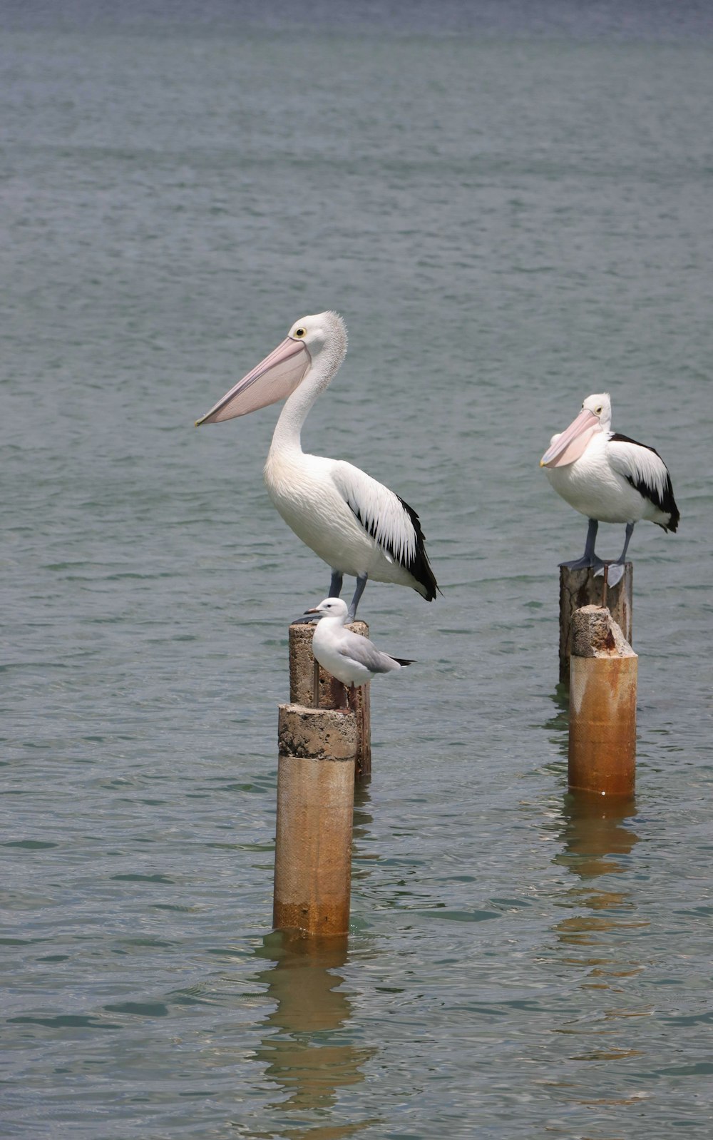 white pelican on brown wooden post during daytime