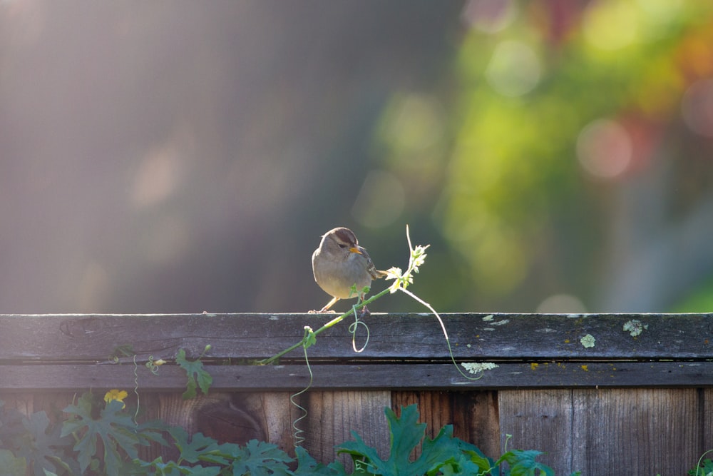 oiseau brun et blanc sur clôture en bois marron pendant la journée