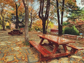 A cozy picnic area with wooden tables under tall trees at the leisure site