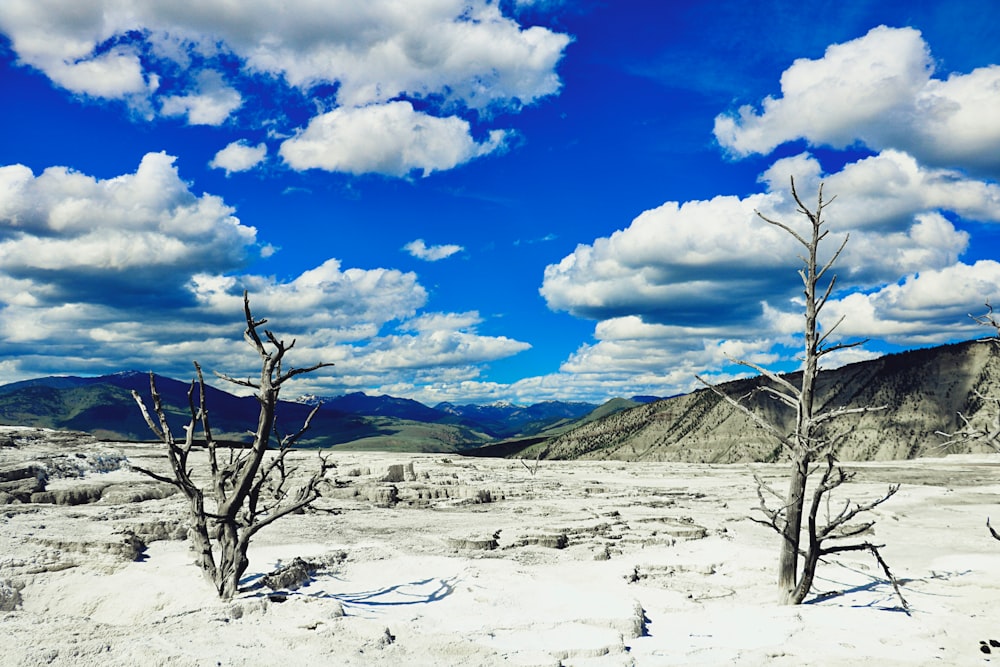 bare tree on snow covered ground under blue and white cloudy sky during daytime