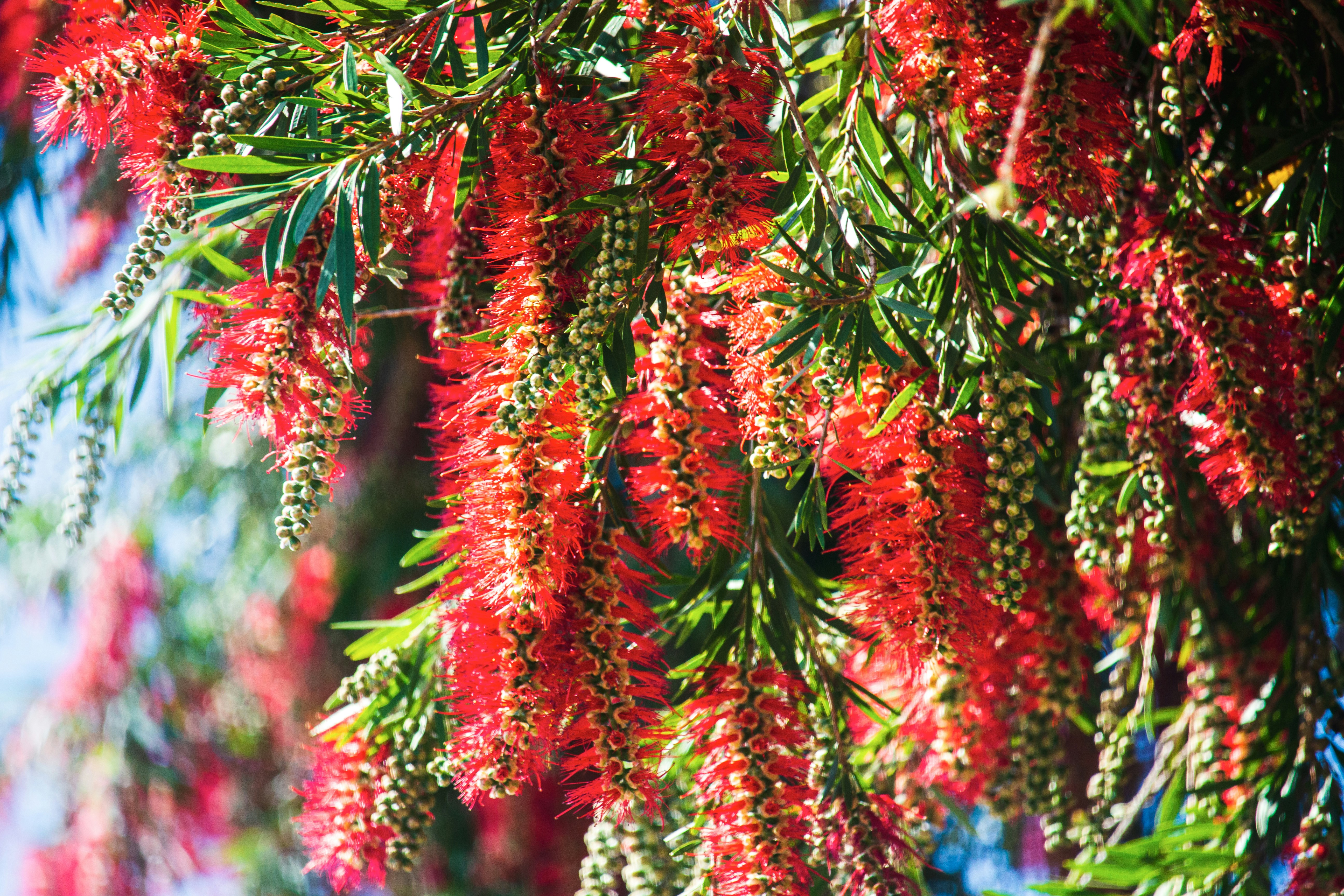 Weeping Bottlebrush