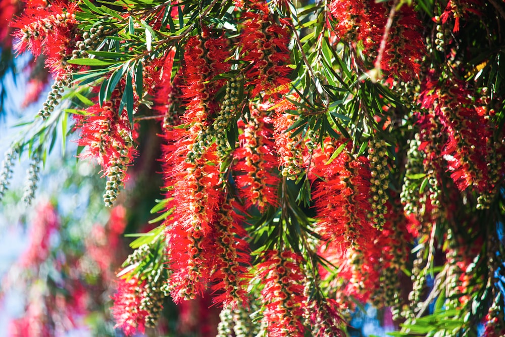 red and green tree with red flowers
