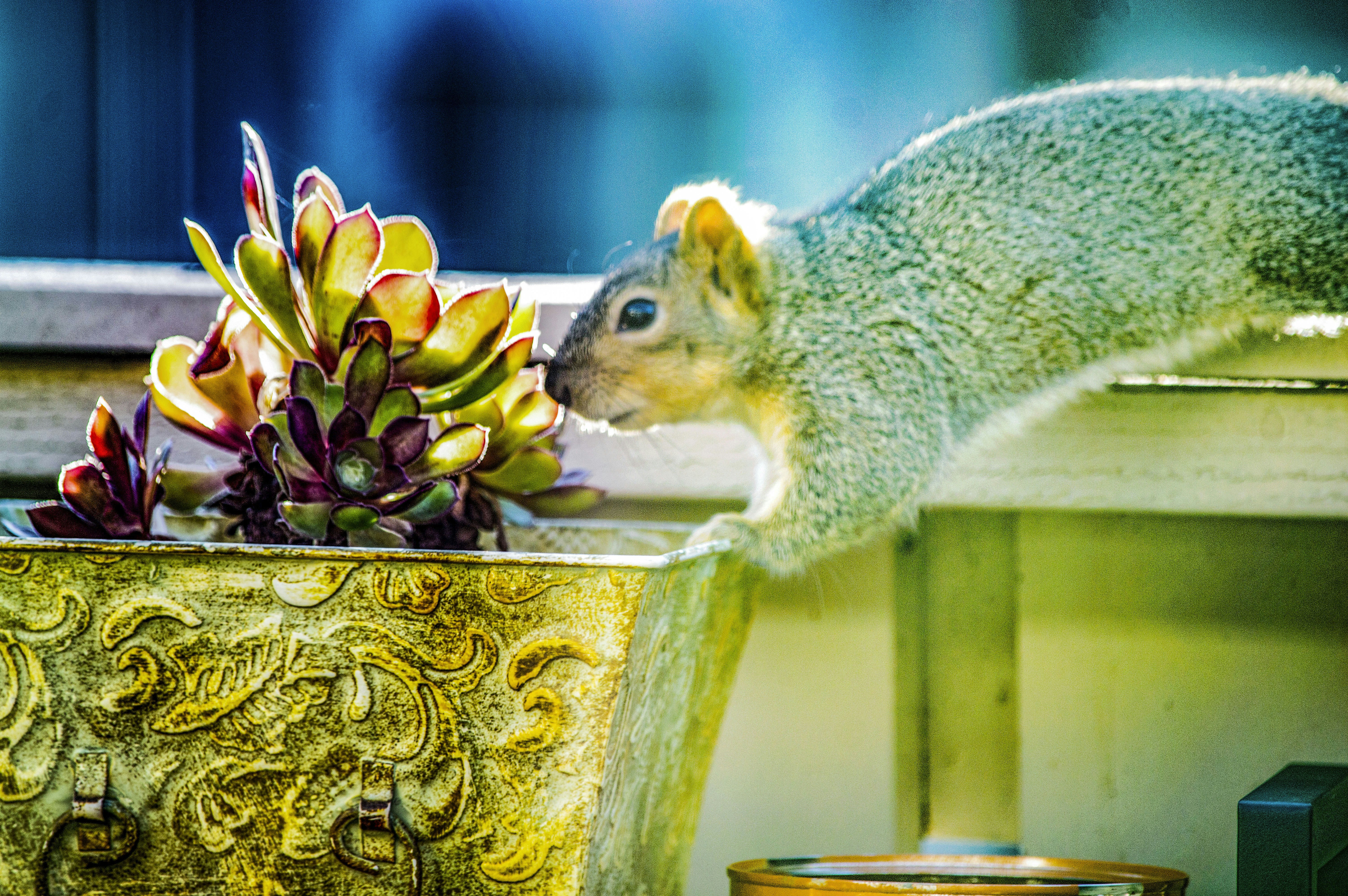 The Great Squirrel Wars: Protecting Fall Bulb Plantings