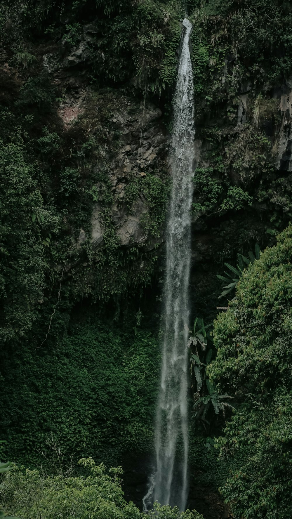 waterfalls in the middle of the forest