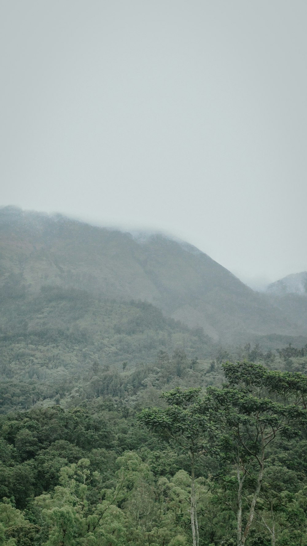 green trees on mountain during daytime