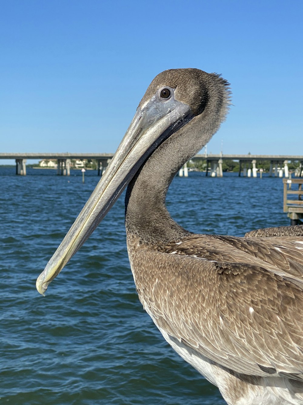 pelican on body of water during daytime