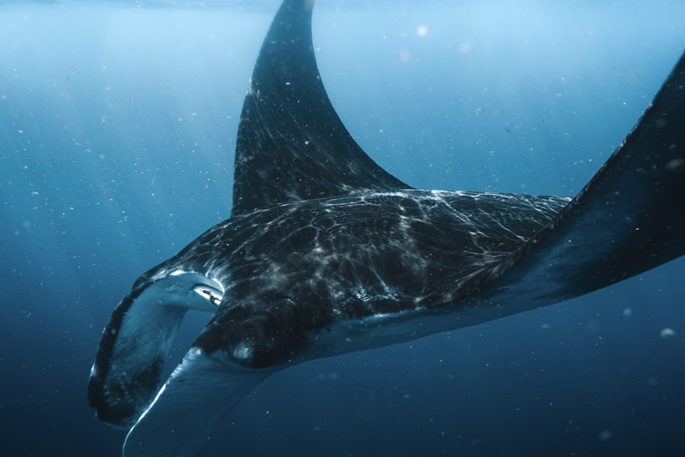 baleia preta e branca debaixo d'água