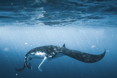 A diver releasing bubbles while surrounded by graceful manta rays gliding overhead.