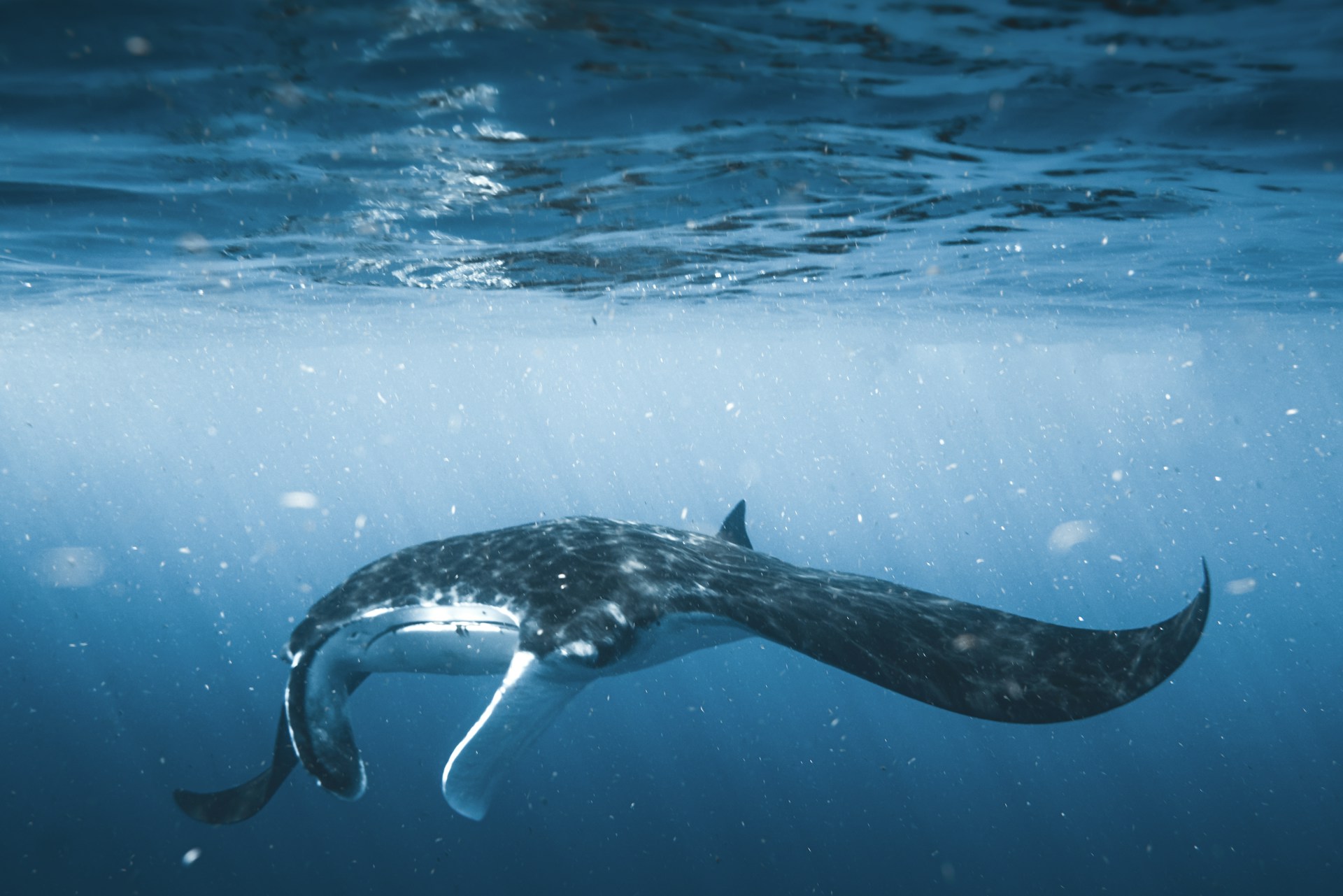 An action shot of a diver swimming alongside a majestic manta ray in the crystal-clear waters of Komodo National Park.