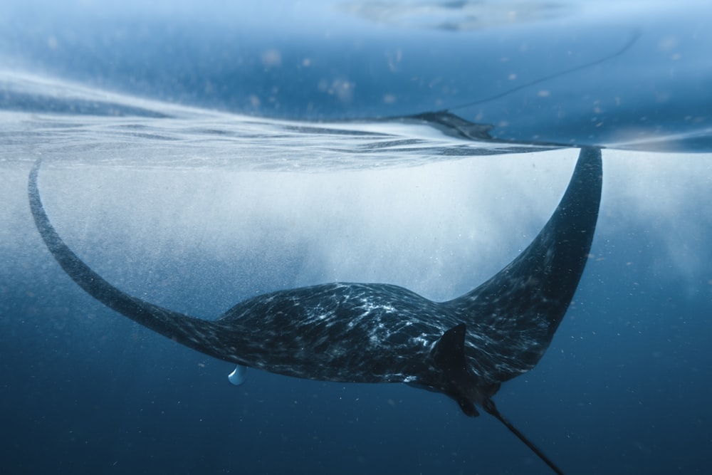 black and white whale under water