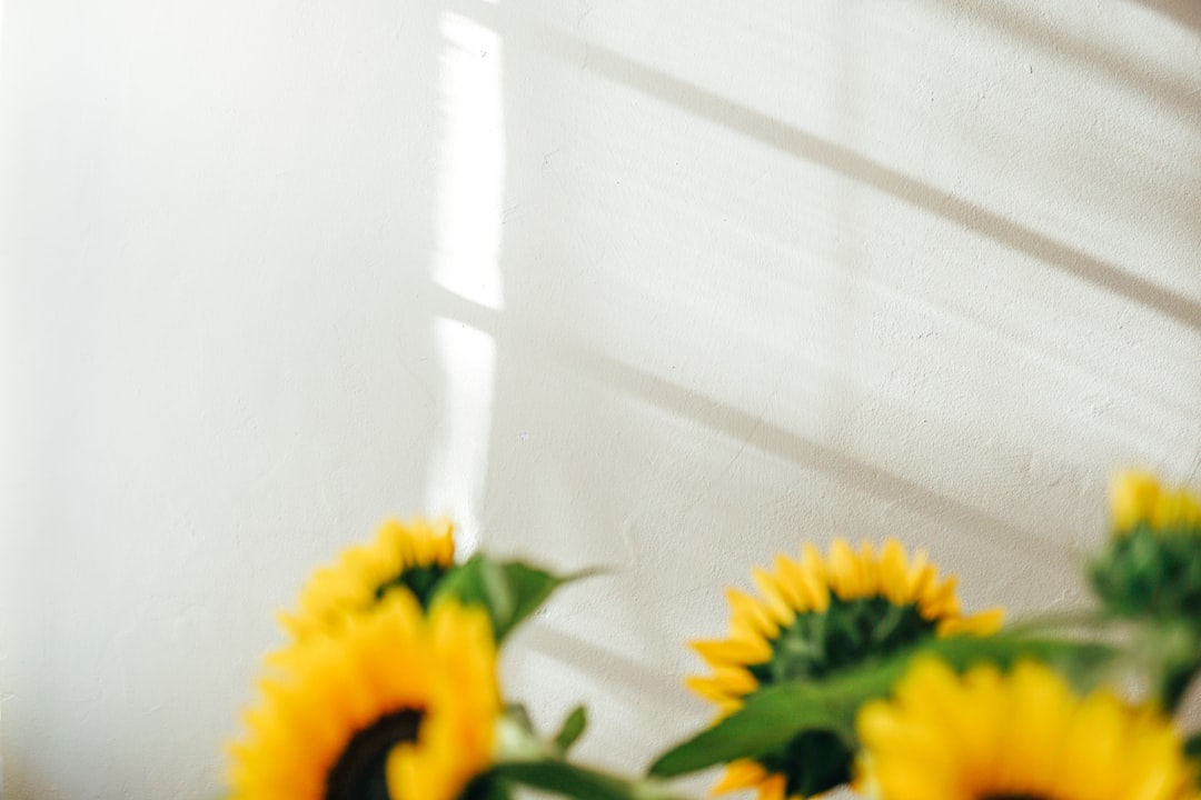 yellow flower in front of white window curtain