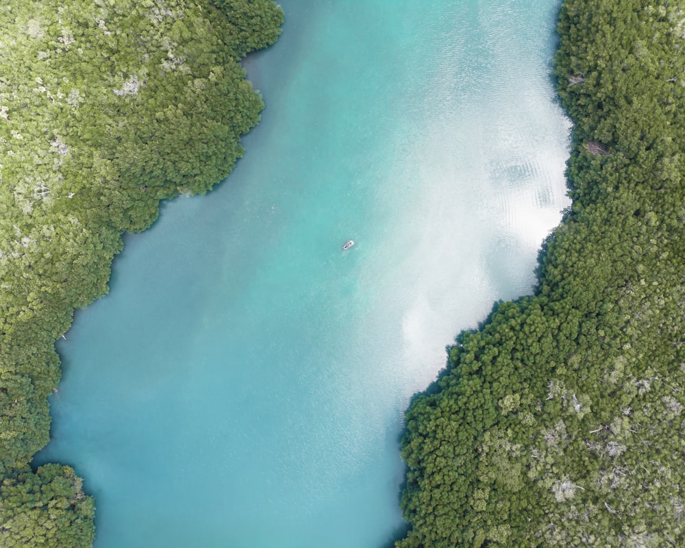 aerial view of green forest beside body of water during daytime