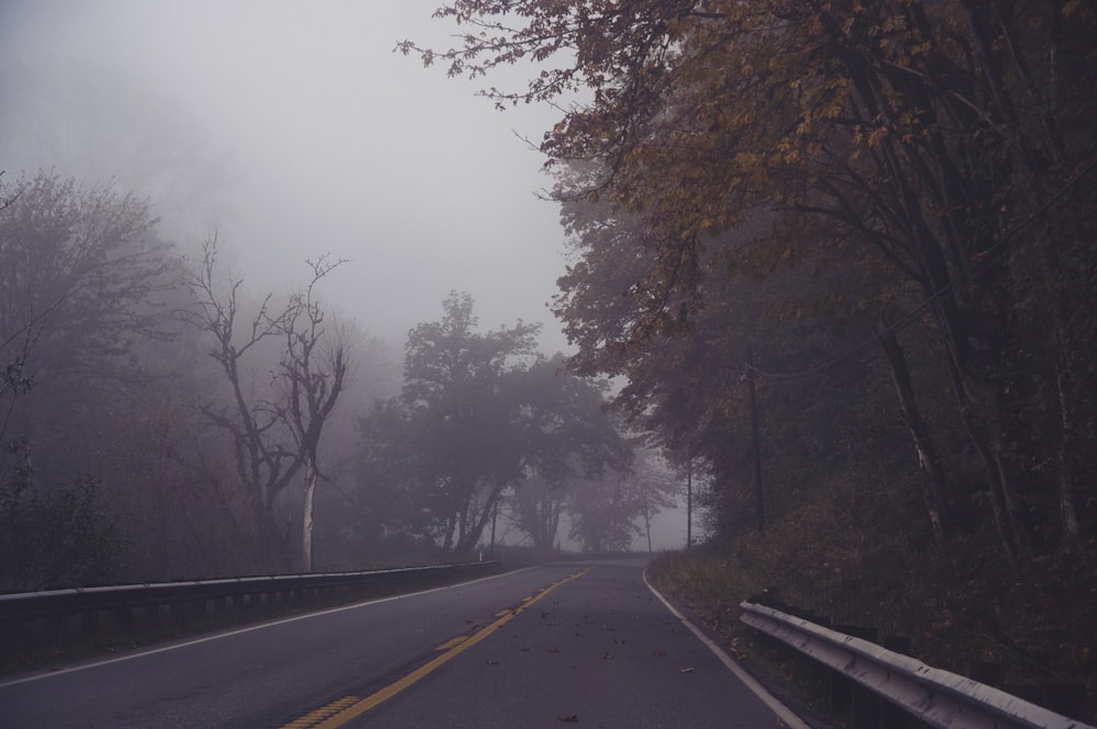 black asphalt road between trees during foggy day