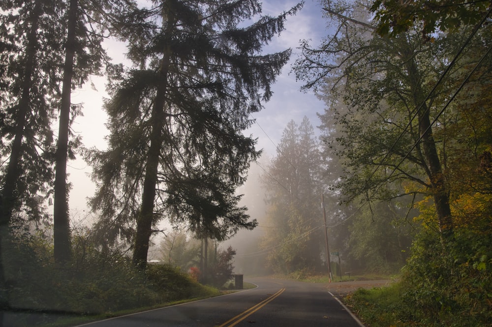 gray asphalt road between green trees during daytime