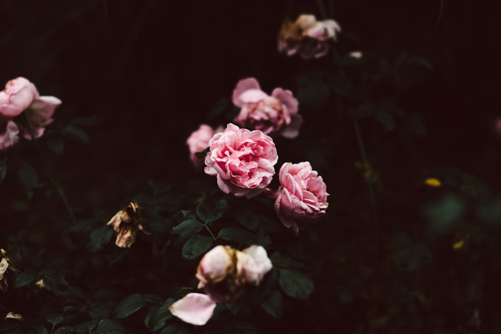 pink roses in bloom during daytime