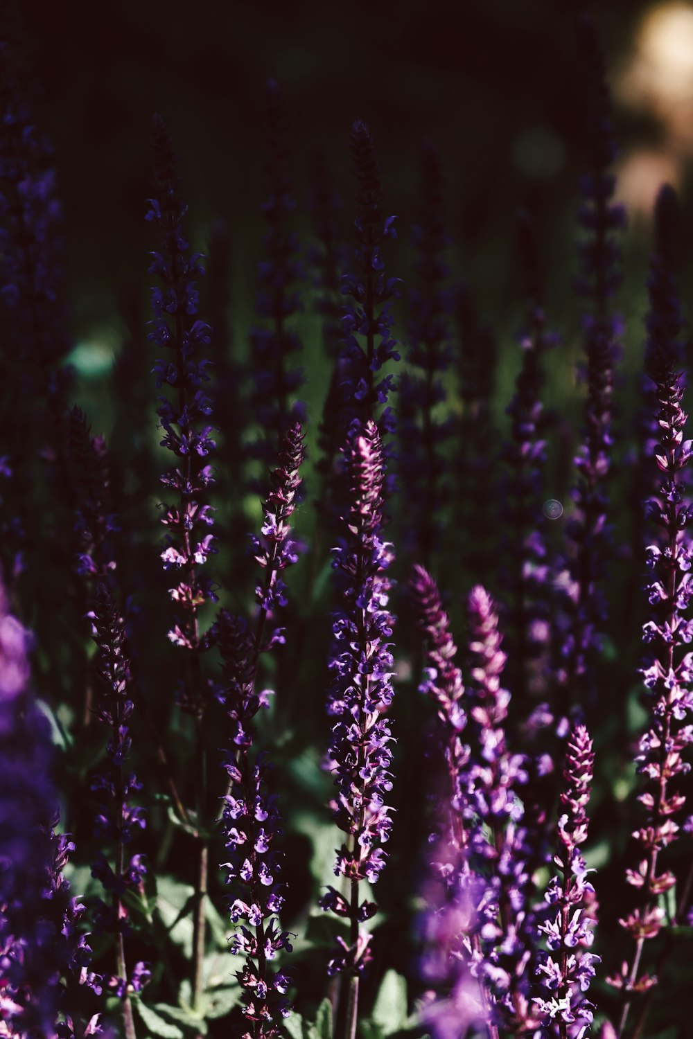 purple flower buds in tilt shift lens