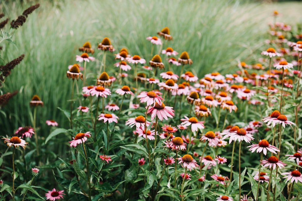 white and orange flowers in tilt shift lens