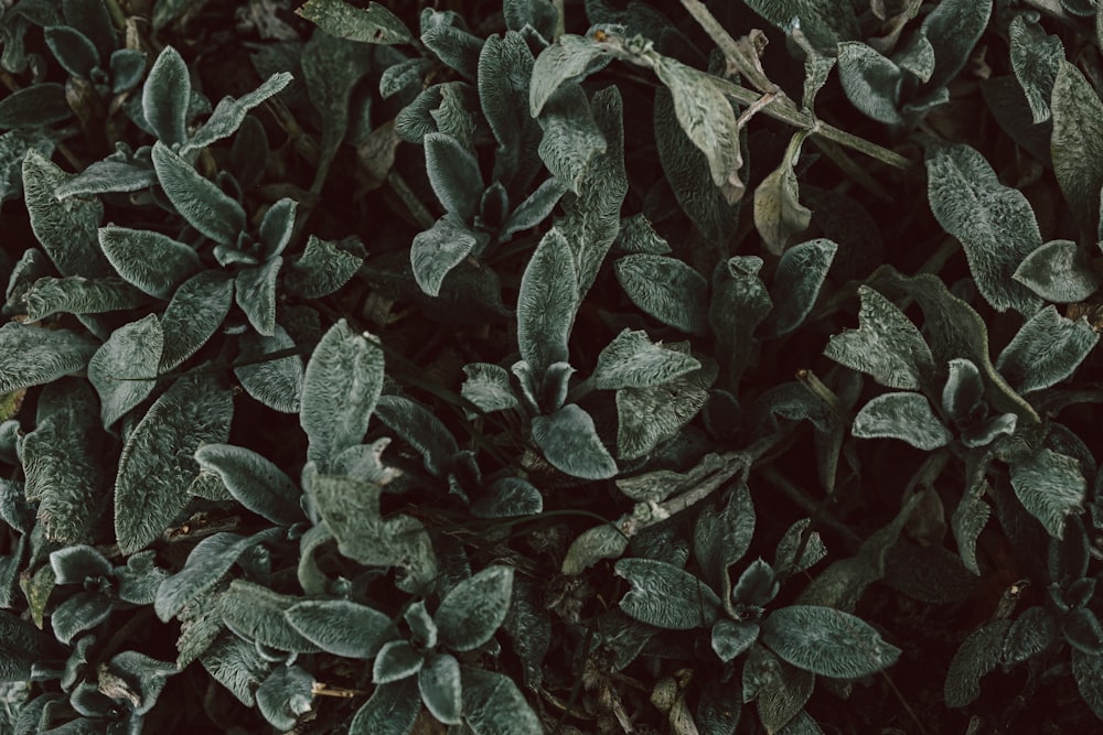 green and red plant leaves