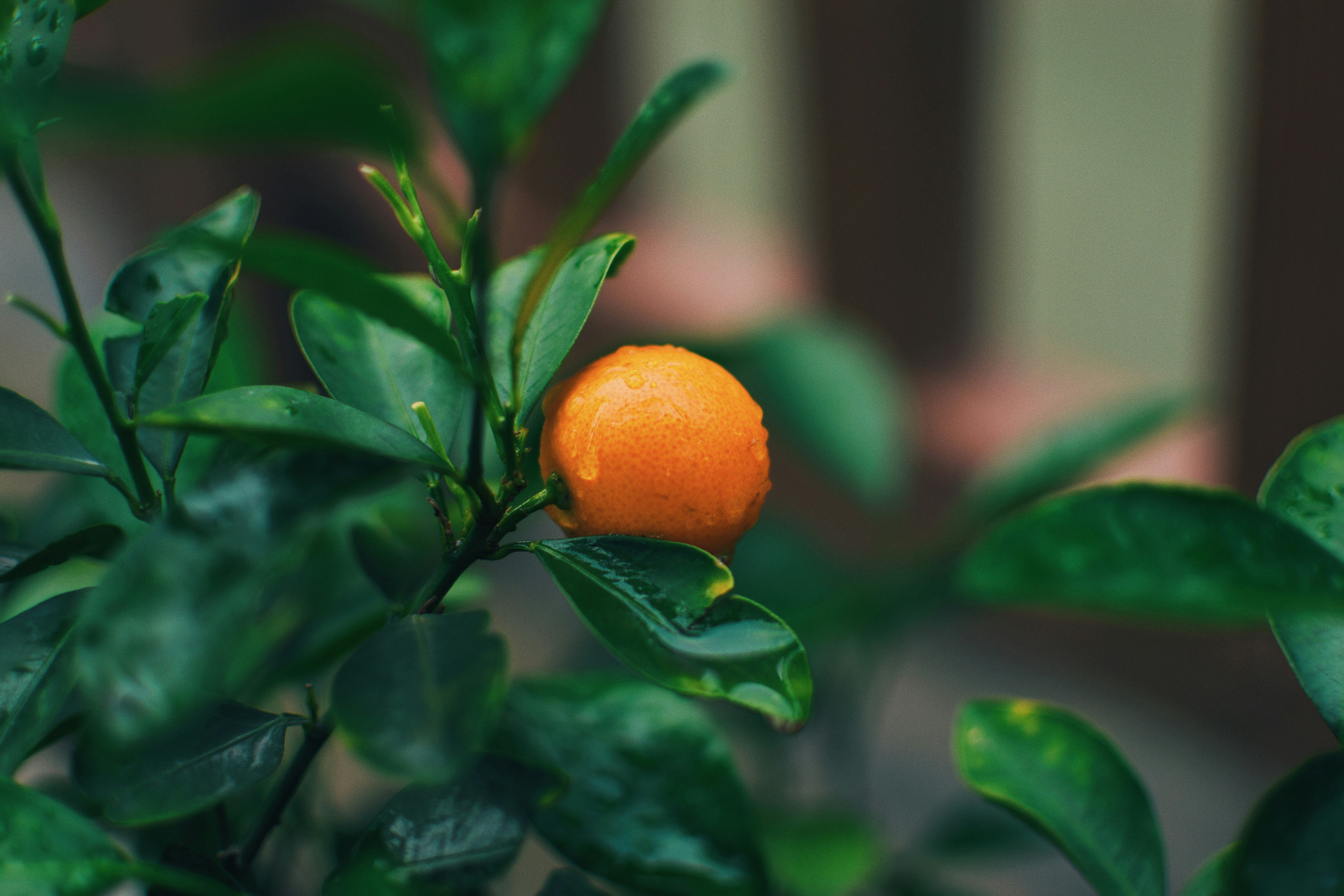 Photo by jizhidexiaohailang