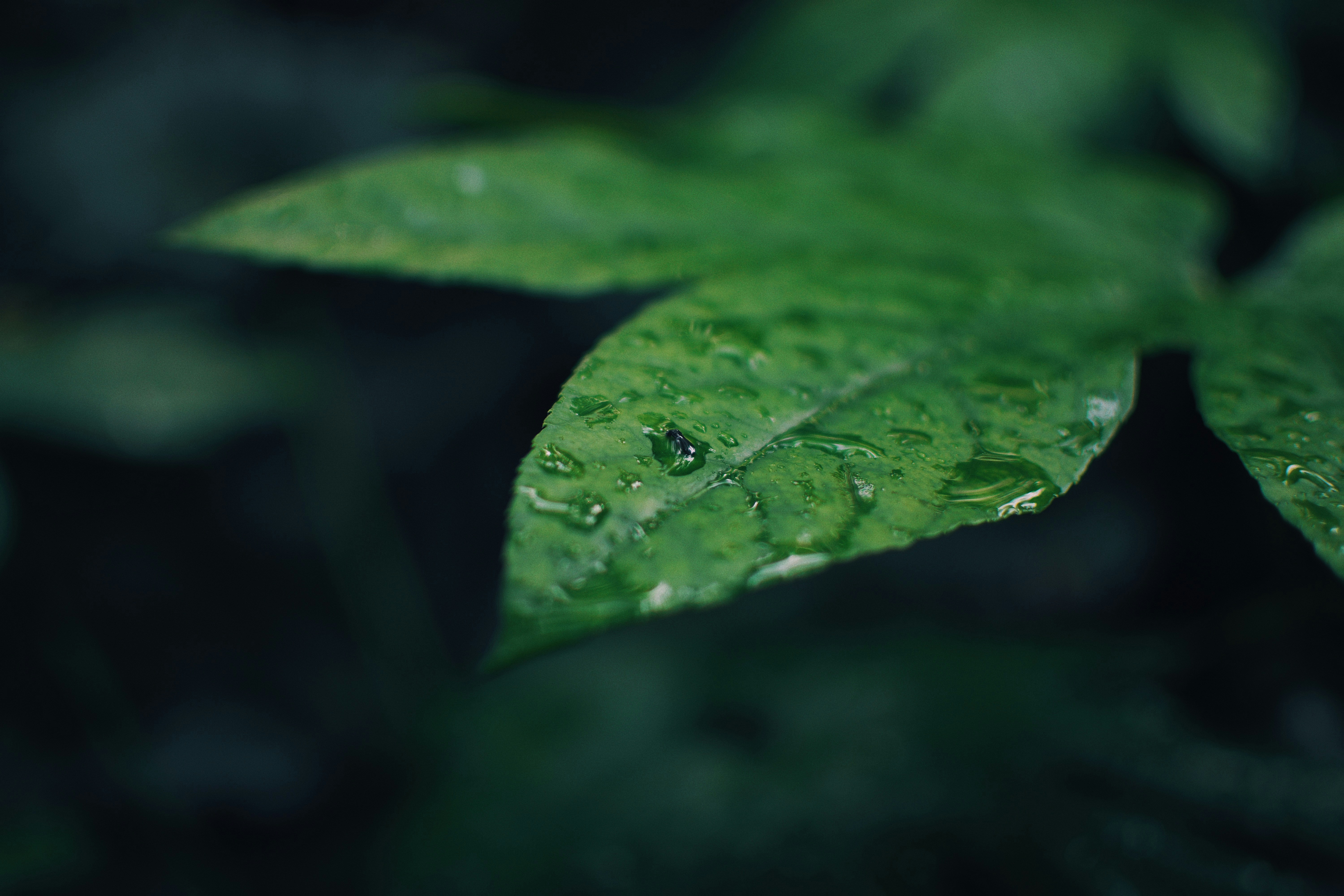 Photo by jizhidexiaohailang