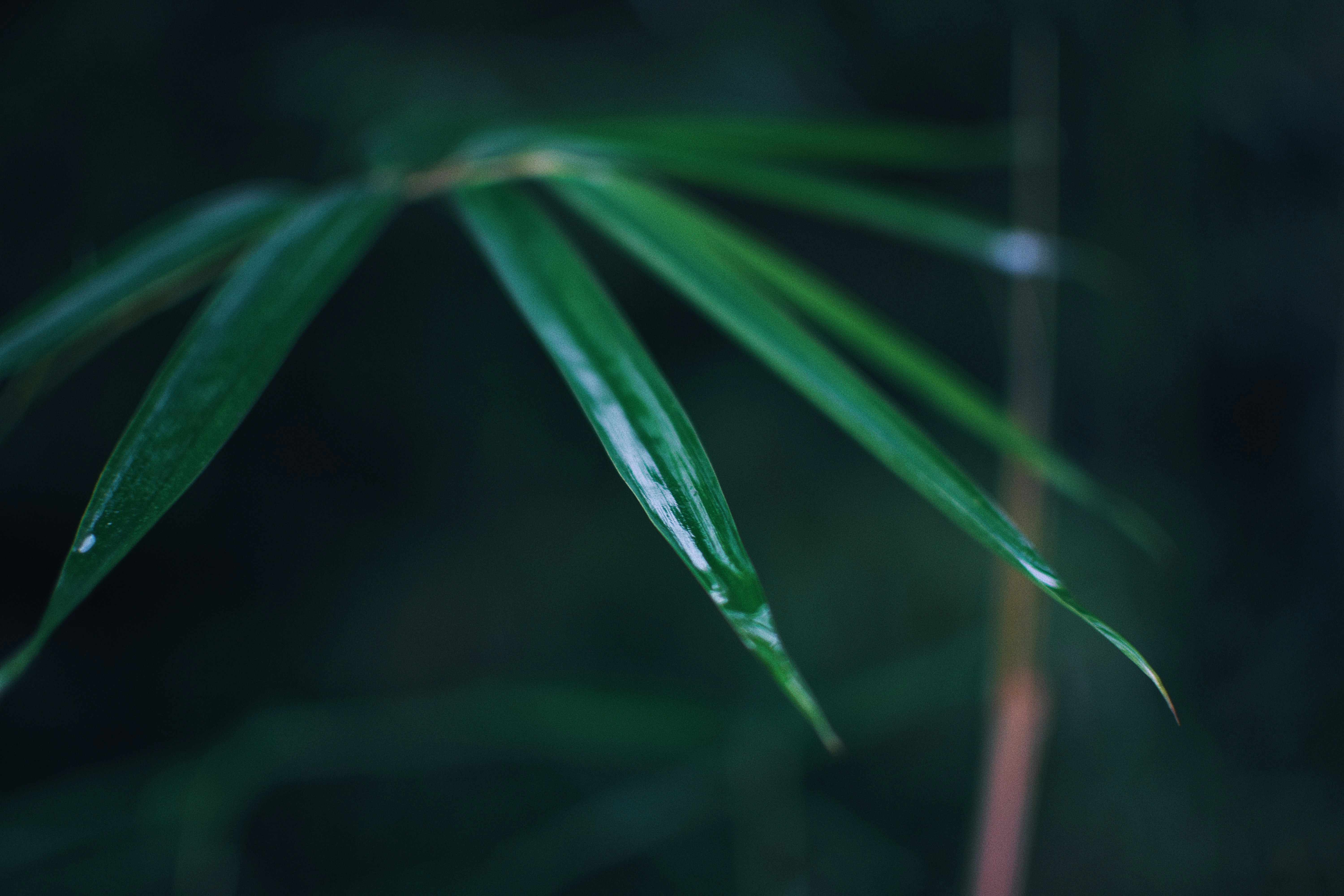 Photo by jizhidexiaohailang