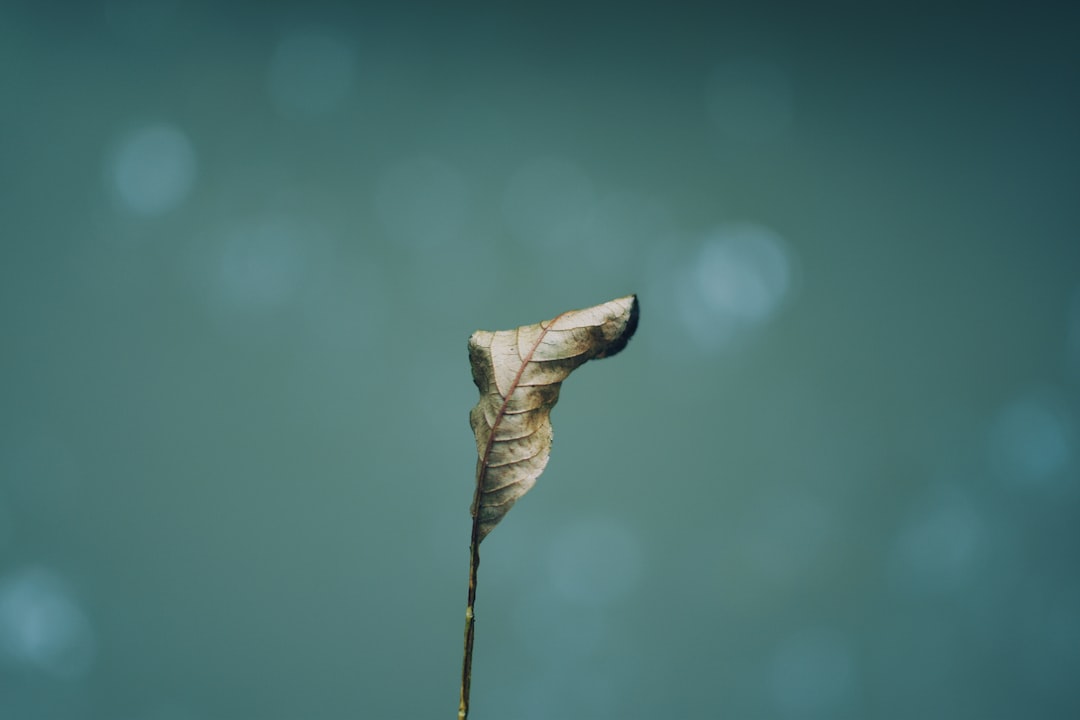 brown dried leaf in tilt shift lens
