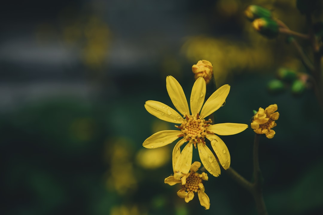 yellow flower in tilt shift lens