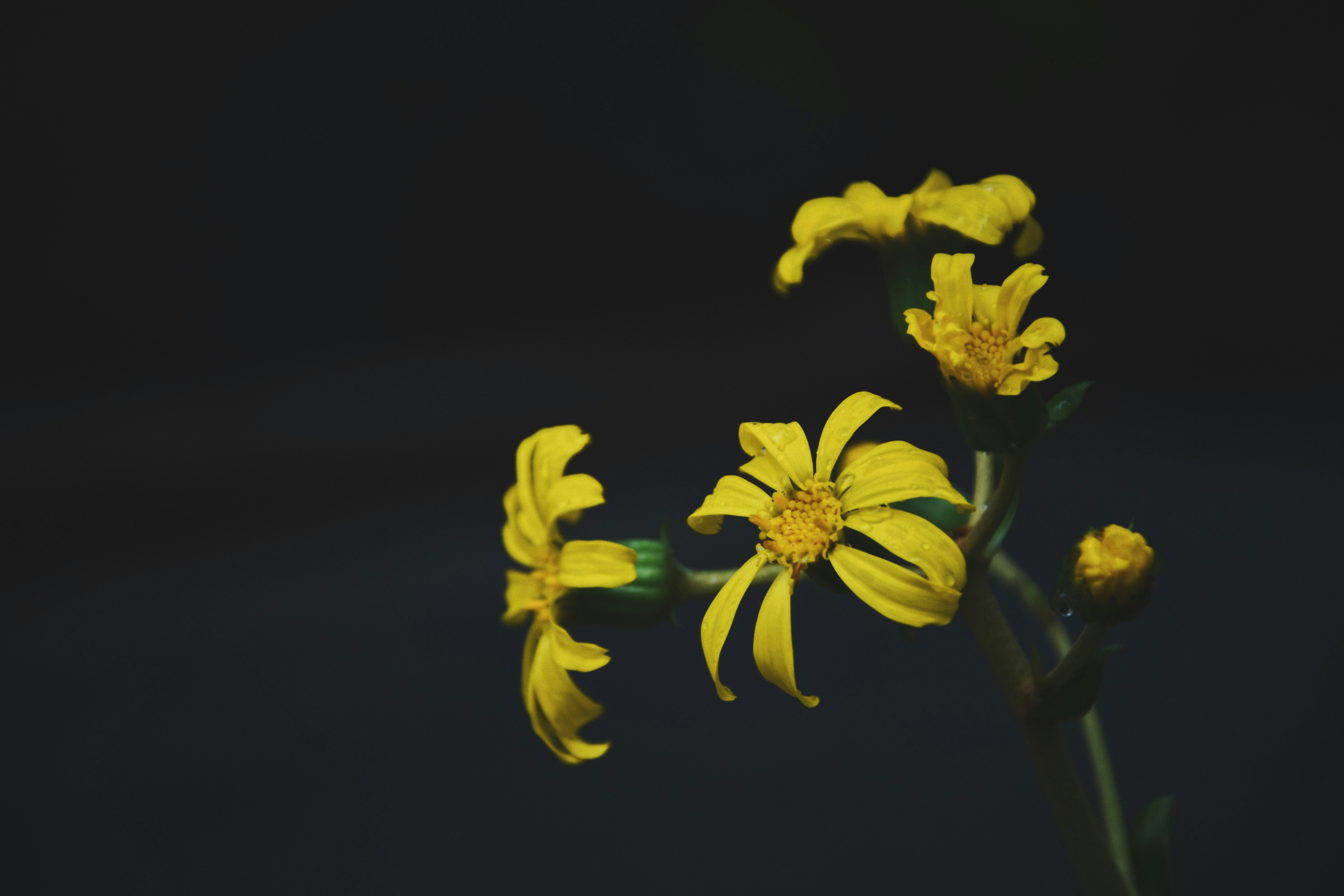 Photo by jizhidexiaohailang