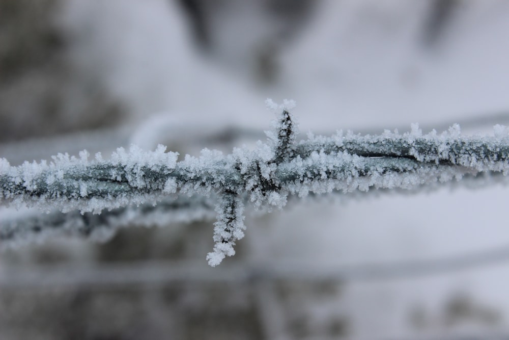 white snow on brown wooden surface