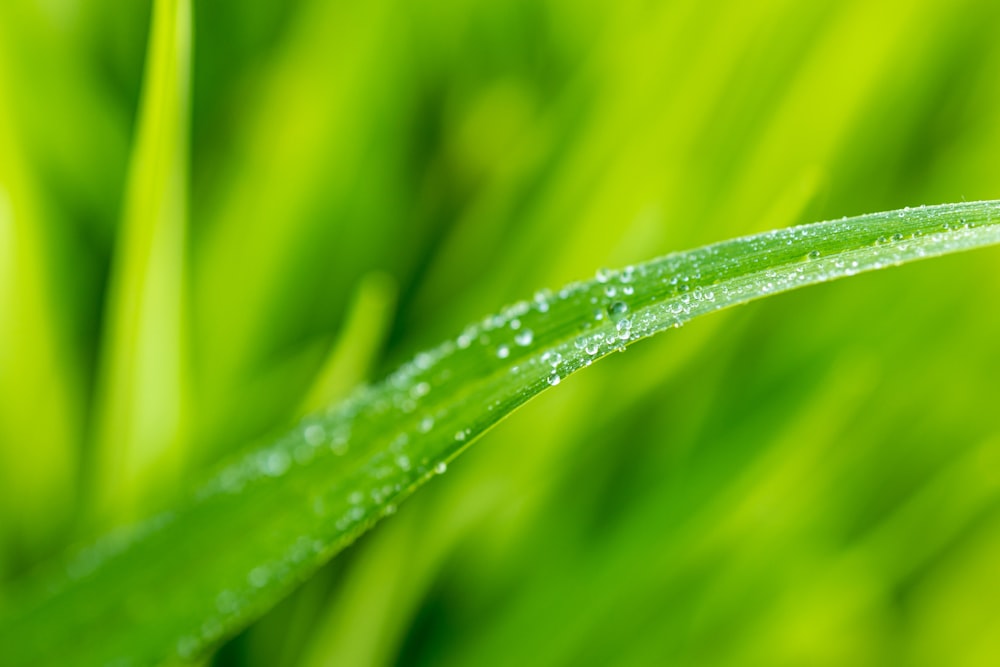 water droplets on green leaf