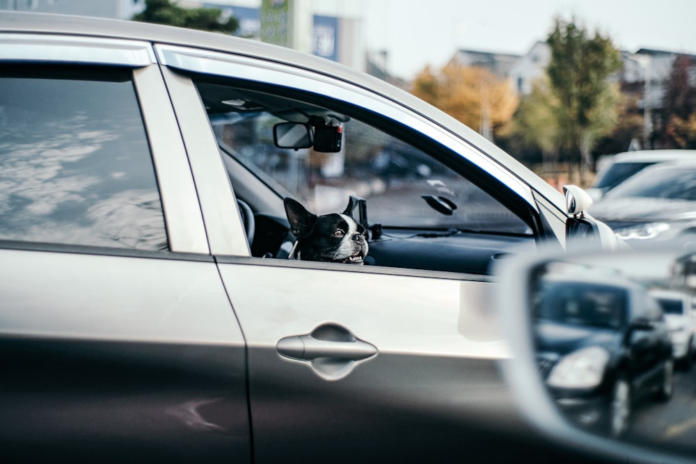 black and white cat on car window during daytime