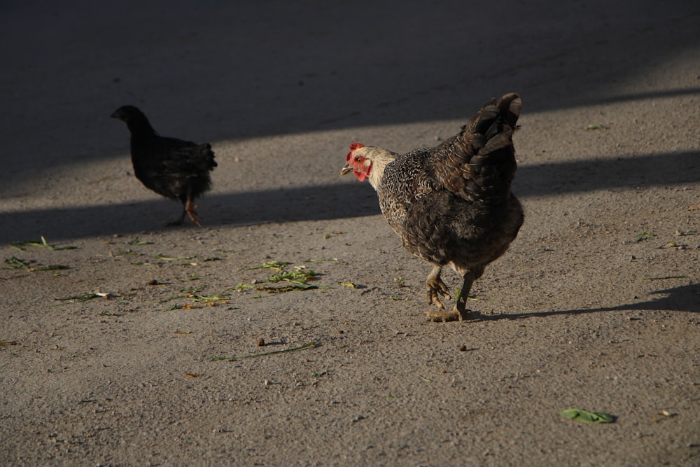 white and black chicken on gray concrete floor during daytime