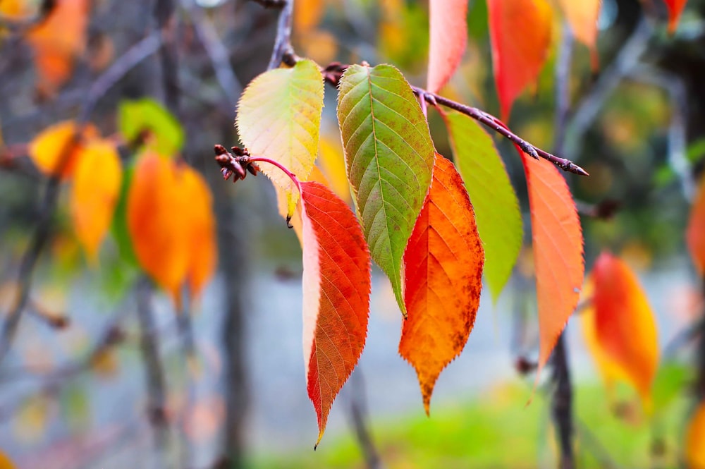 green and brown leaves during daytime