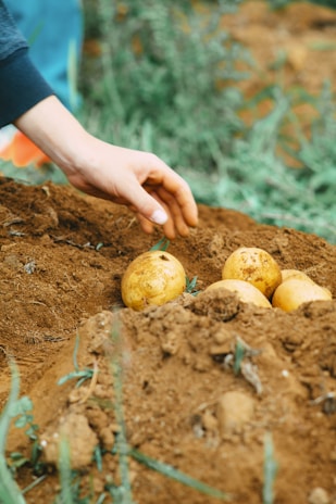 A farmer gently harvesting Chipsona potatoes by hand, showcasing the care taken at Lashay Krishi Farm.