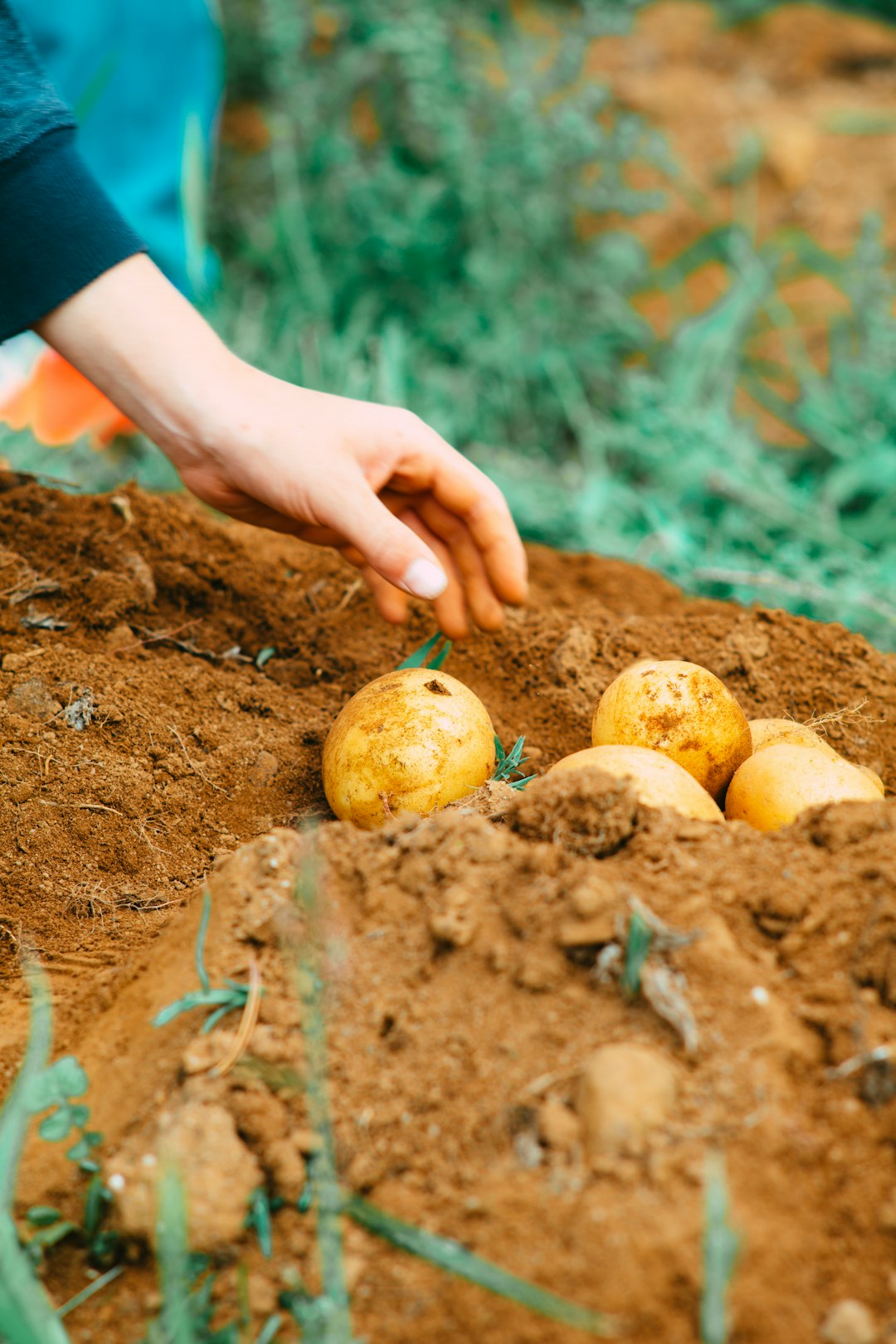transplante jungleboogie, soil, person holding two yellow round fruits