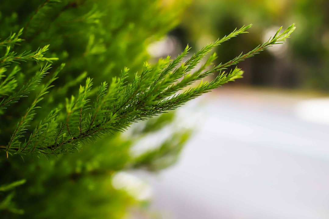 green plant in close up photography