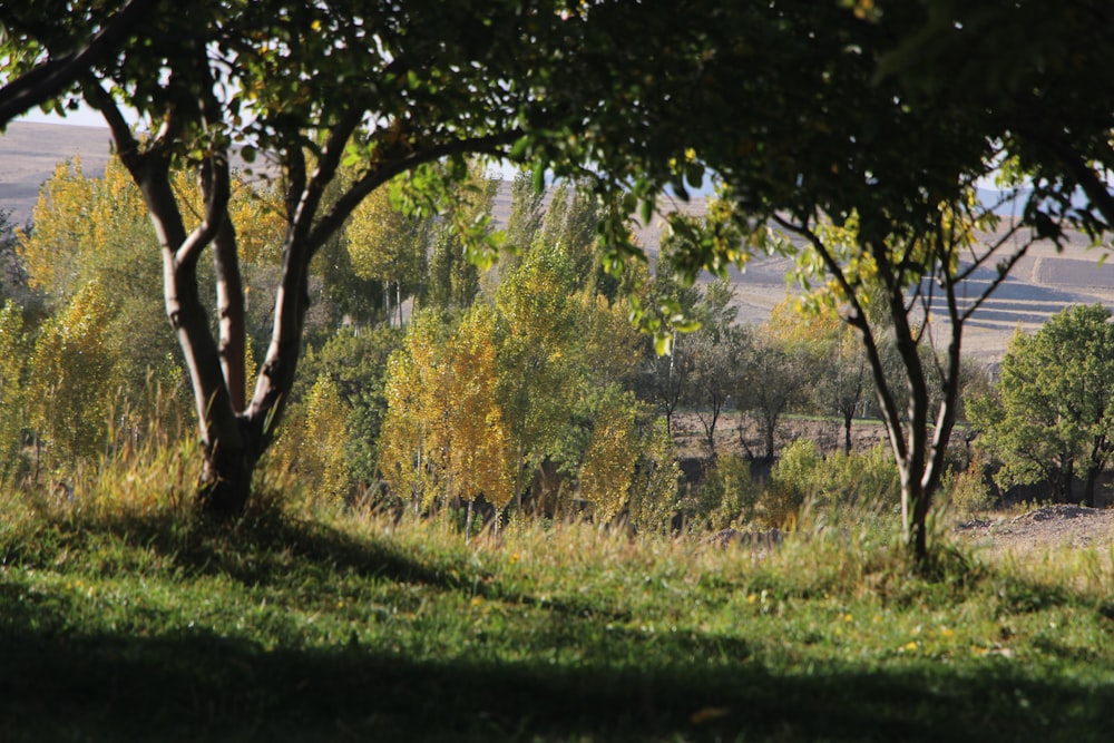 green grass field with trees