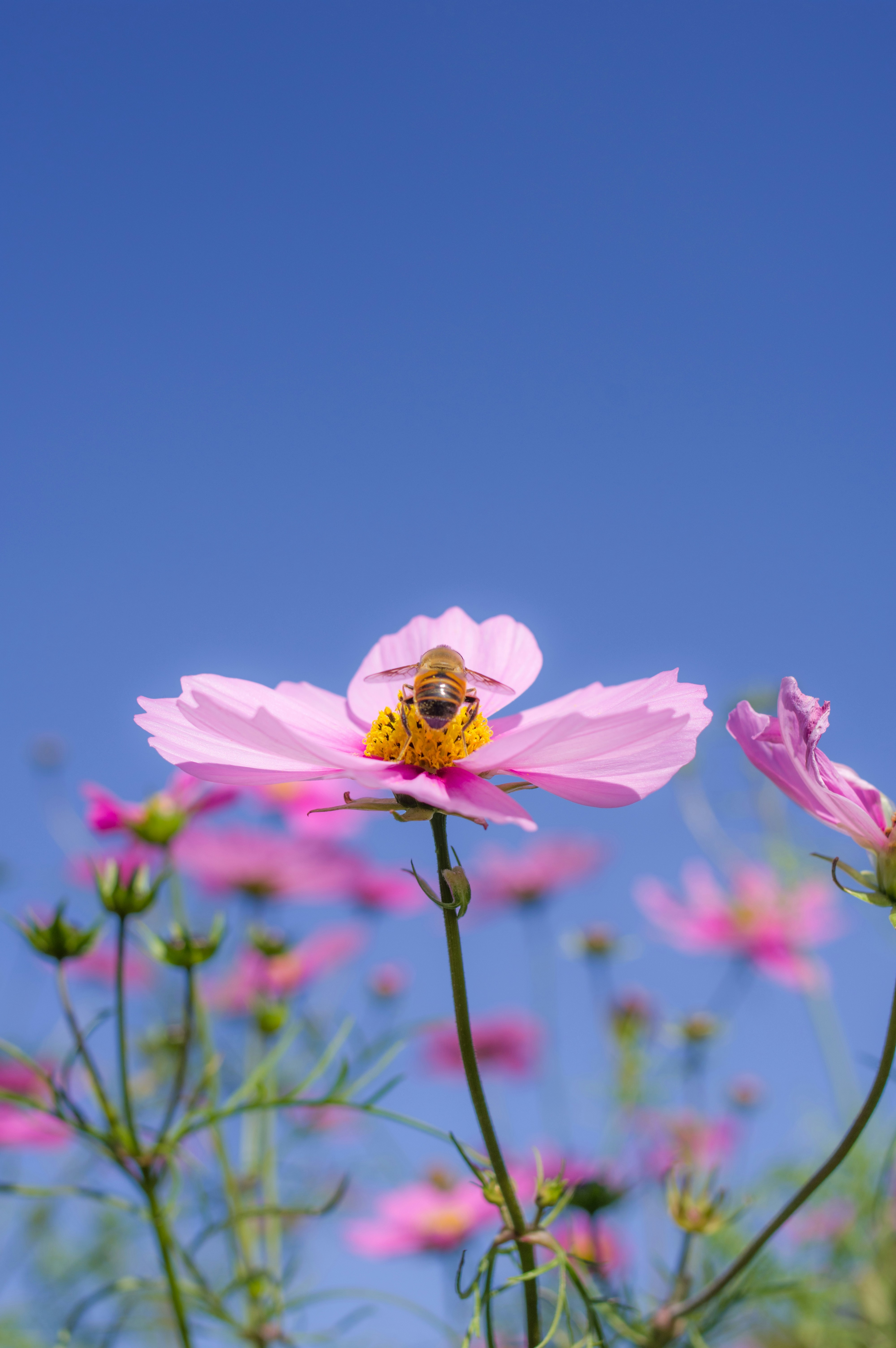 great photo recipe,how to photograph cosmos & honeybee's backside!  it's almost the end of autumn.; pink cosmos flower in bloom during daytime