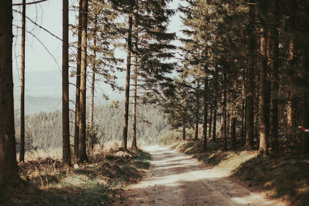 brown pathway between green trees during daytime