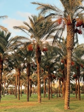 palm trees under blue sky during daytime