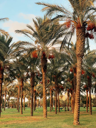 palm trees under blue sky during daytime
